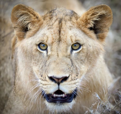 Amboseli