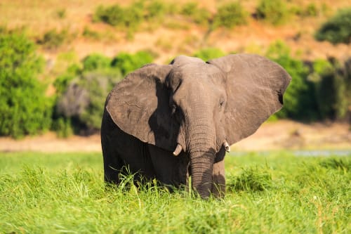 Rwenzori National Park