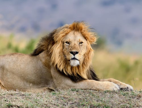 Ngorongoro Crater