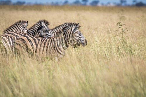 Ngorongoro Crater