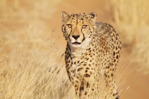 Ngorongoro Crater