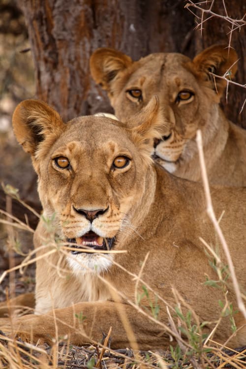 Etosha