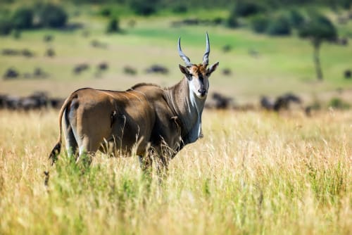 Central Kalahari