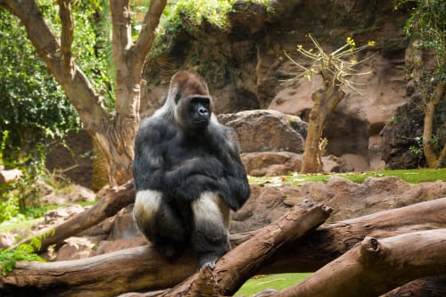 Mgahinga Gorilla
