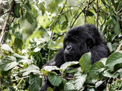 Bwindi Impenetrable