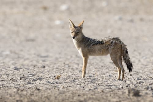 Kgalagadi