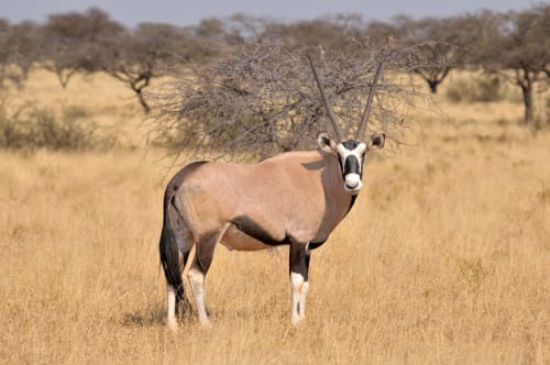 Oryxantilope