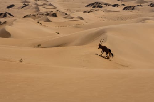 Skeleton Coast