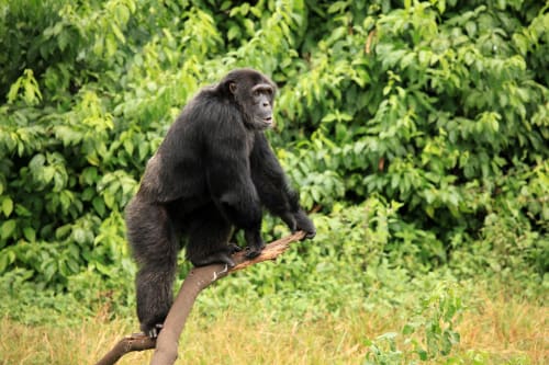 Rwenzori National Park