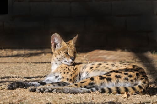 Serval