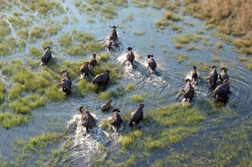 Cape Buffalo