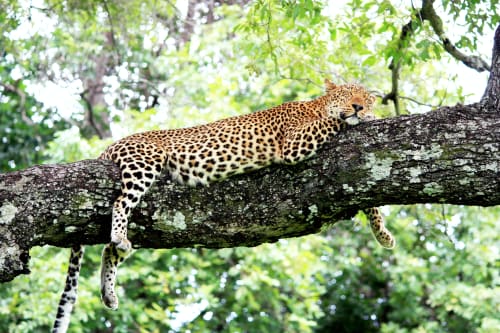 Ol Pejeta (Laikipia)