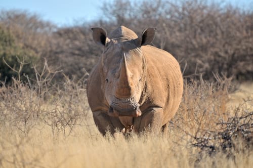 Ngorongoro Crater