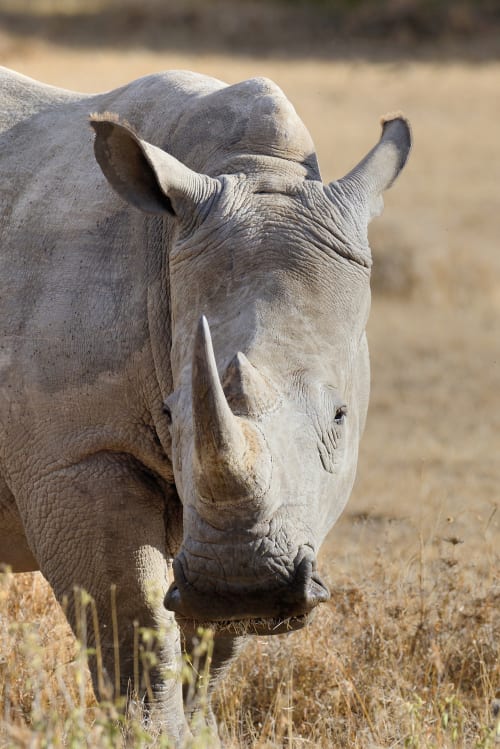 Lewa Wildlife (Laikipia)