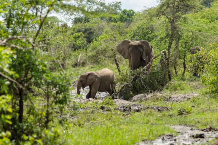 Elephants drinking in lush vegetation