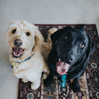 ¿Qué raza de perro es mejor para ti?