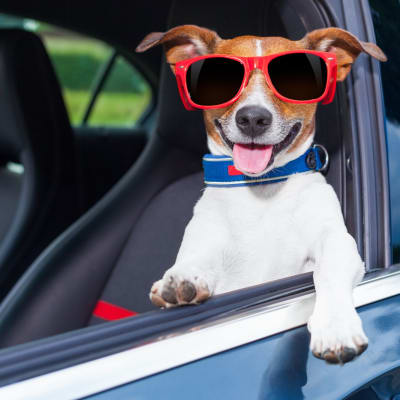 ¡Viaja con tu mejor amigo! Guía completa para llevar a tu mascota en el auto