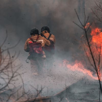 Ahora puedes elegir Bomberos de Chile al contratar un seguro en SafeLemon