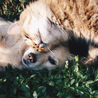 ¿Qué mascota elegir para tu hogar? 