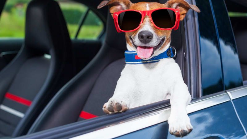 ¡Viaja con tu mejor amigo! Guía completa para llevar a tu mascota en el auto