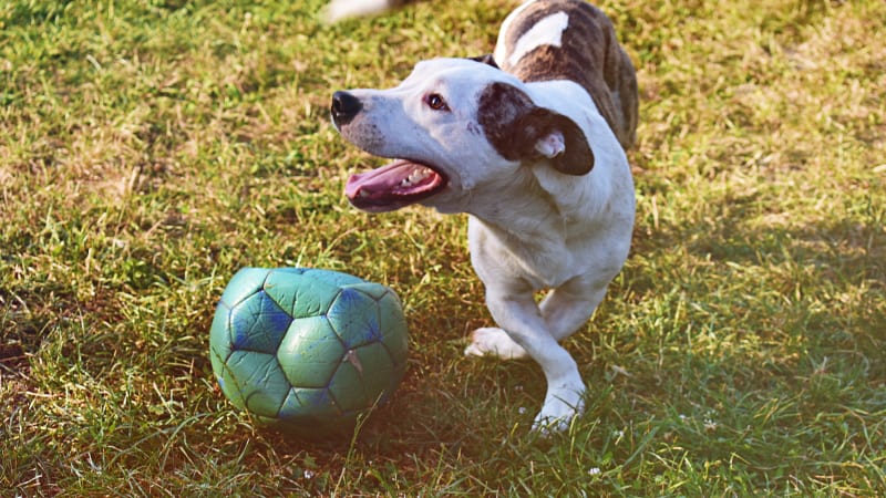 Ideas para entretener a tu mejor amigo