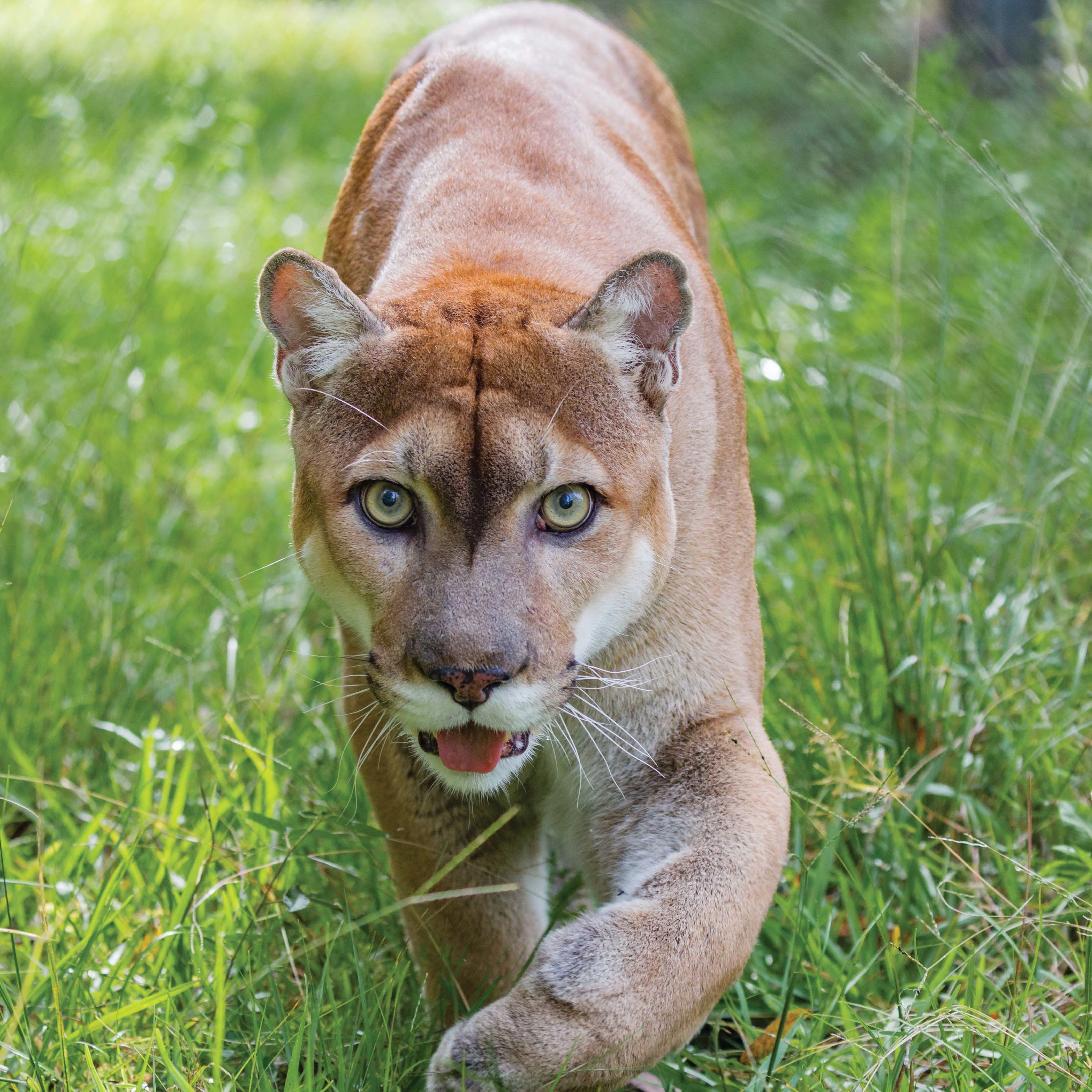 Миллер животных. Флоридская Пума. Пума (Puma concolor):. Флоридская пантера. Флоридская Пума пантера.