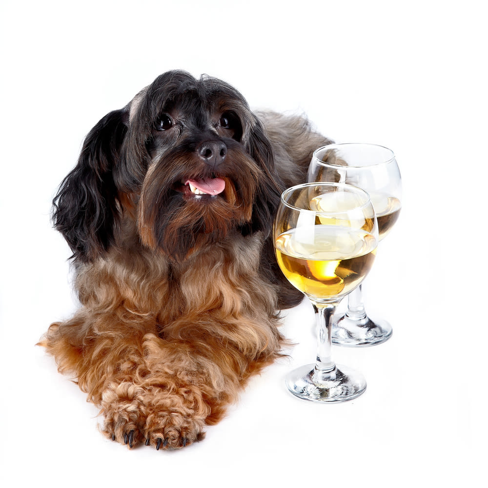 413 yappy hour pozuk9