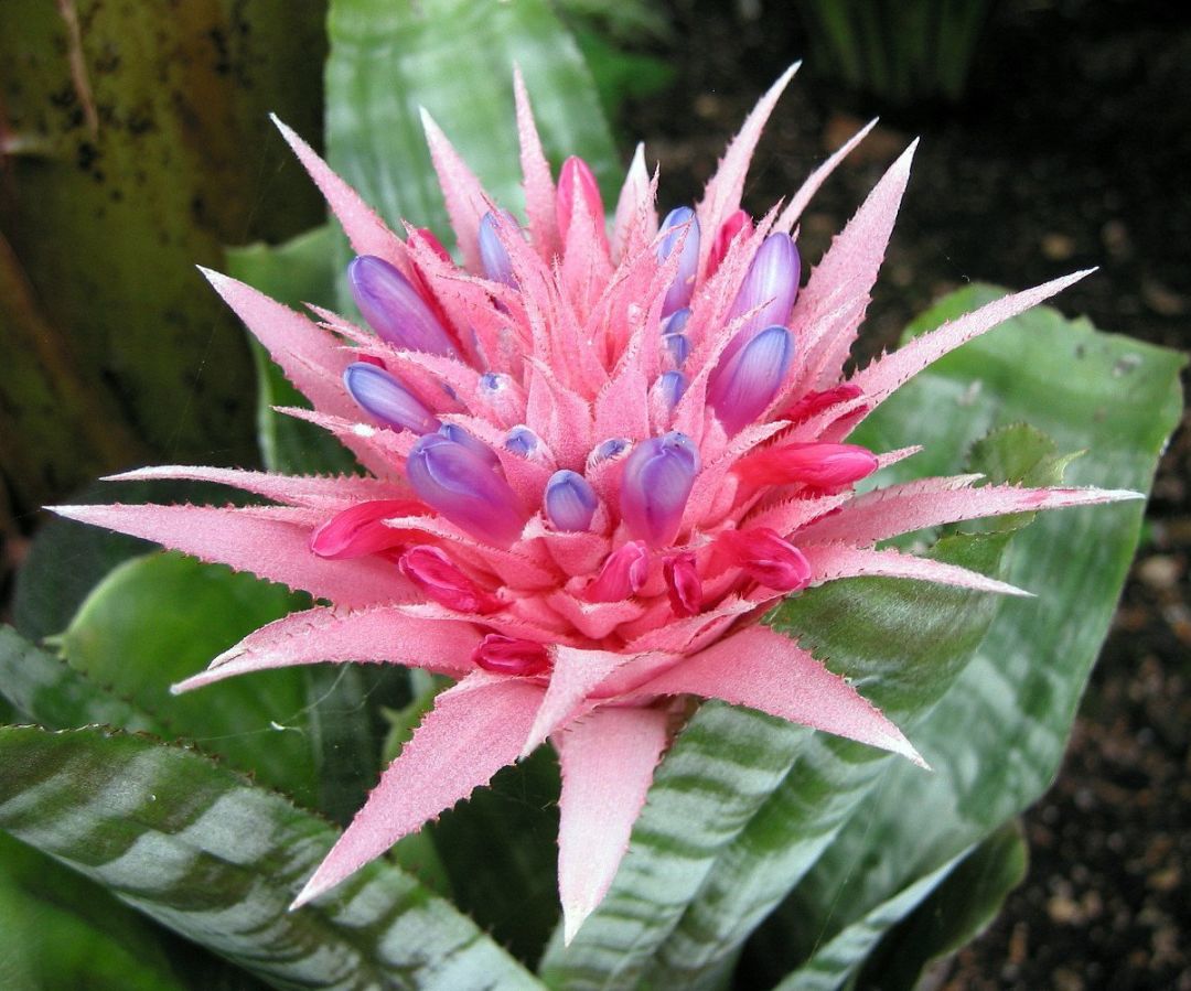 Bromeliad rjc4it