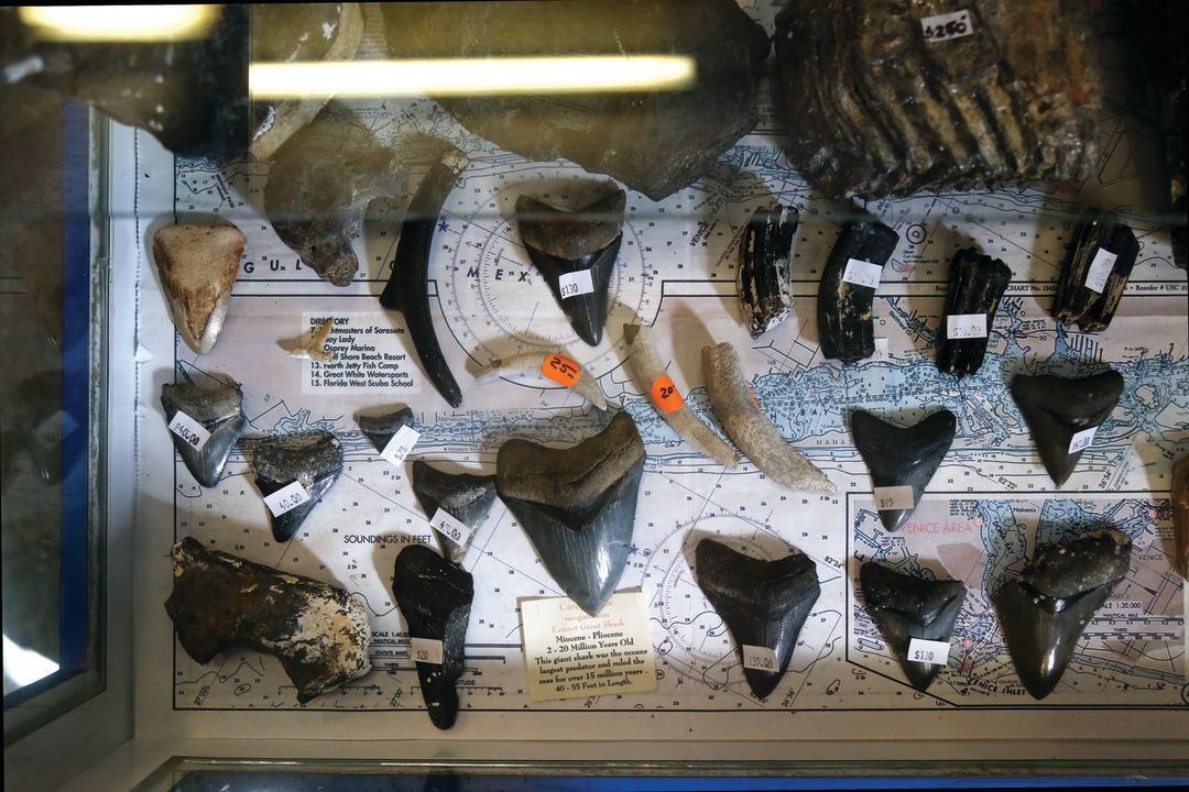 Florida Shark Teeth Identification Chart