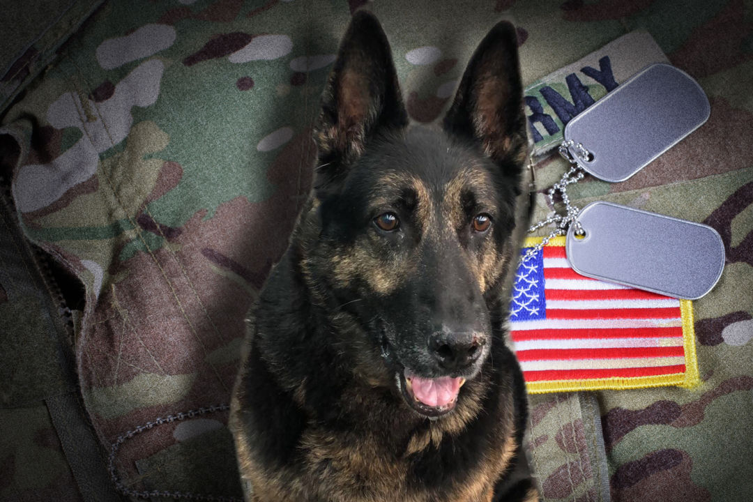 Rek spent five years in Iraq and Afghanistan as an explosive detection dog.