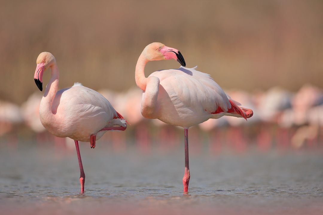 All About Flamingos: Pink Beauty – Gage Beasley