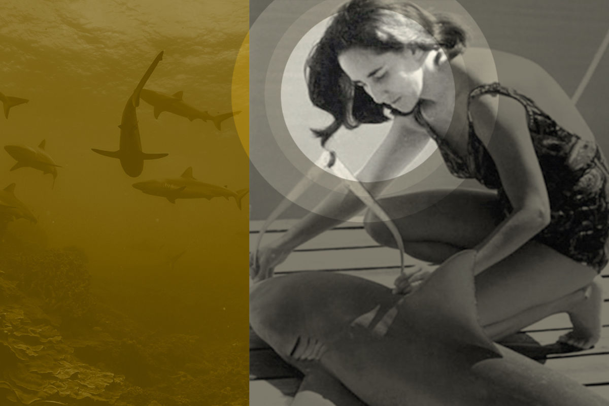 Dr Eugenie Clark Dove Deep Into Science And Founded Mote Marine