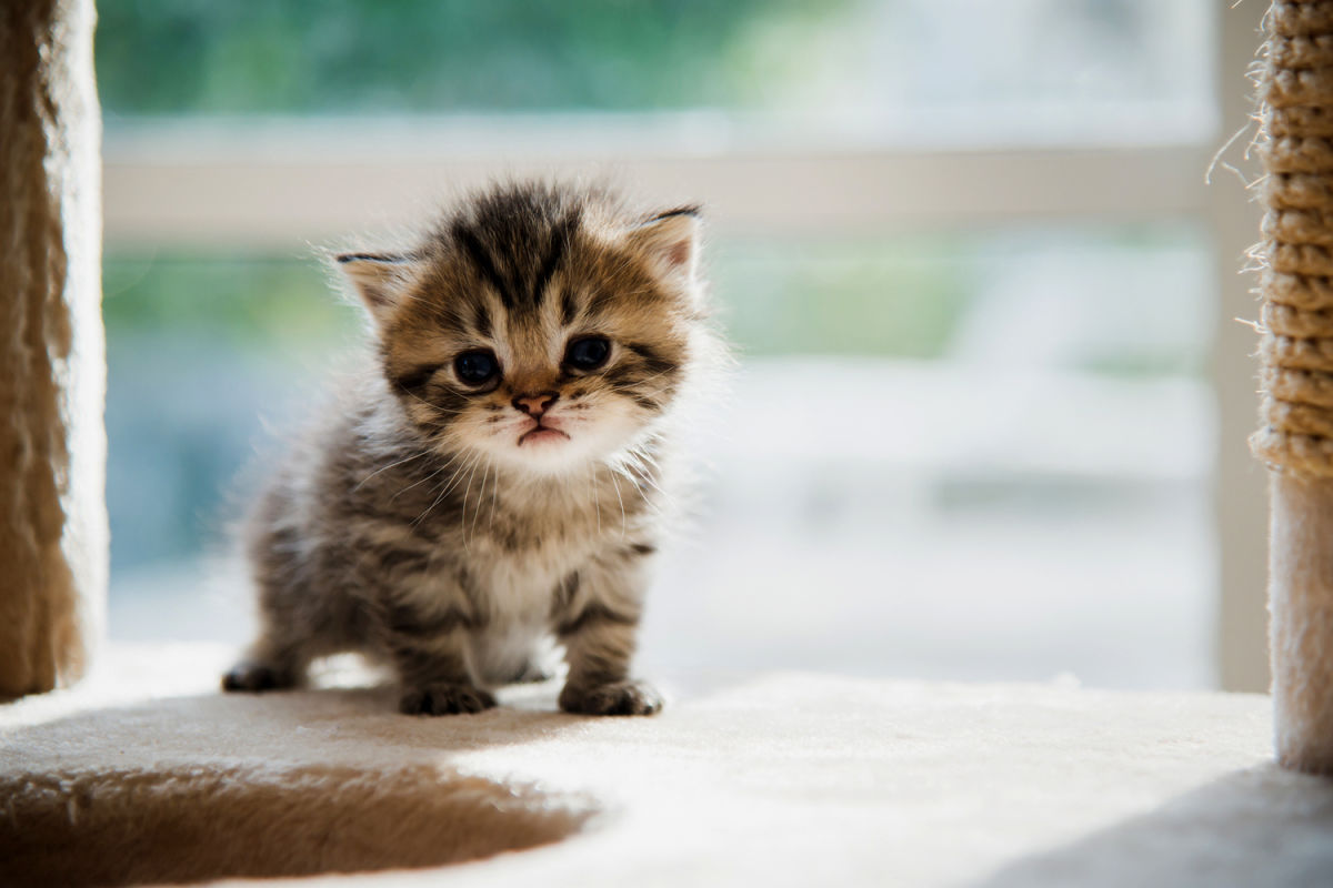 Jeff Merkley Wants to Make Kitten Murder Illegal | Portland Monthly