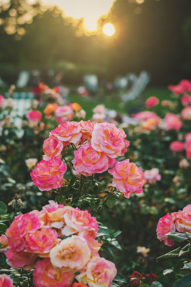 Spring Is A Great Time To Enjoy Mable Ringling S Rose Garden