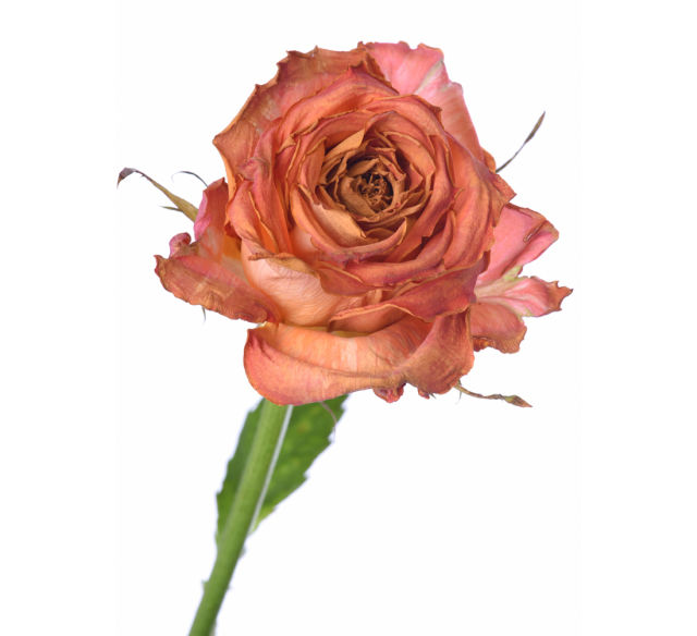 Shutterstock 393243310 qstae7
