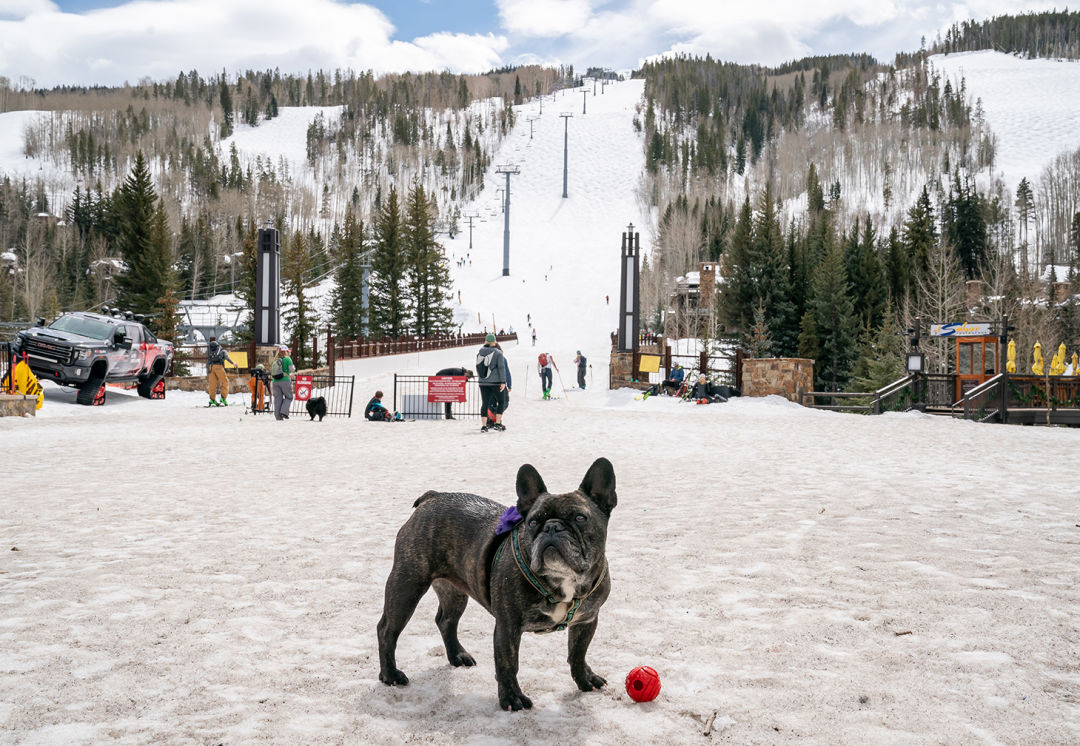 French bulldog stands at the base of a ski run on Vail Mountain