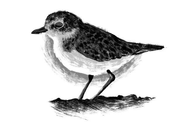 Snowyplover uow3hc