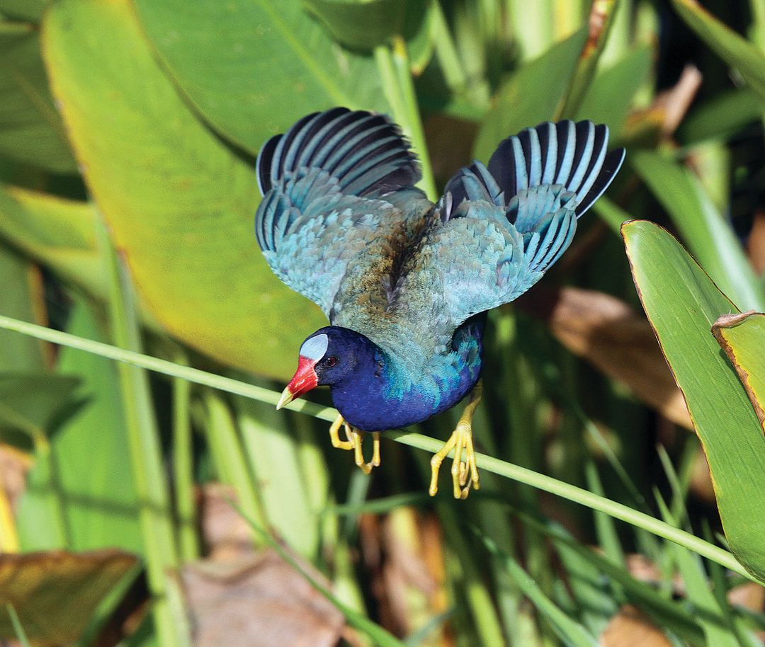 Adult purple gallinule rick greenspun ktdwip