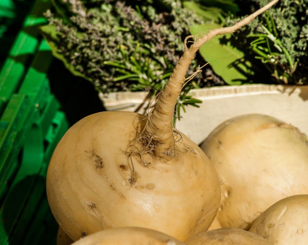 Turnips photo 2 from pixabay zvl1de