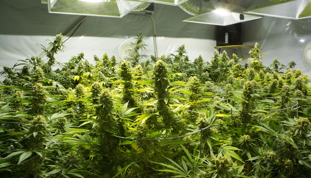 Best Weed Strains of 2025 Top Strains Reviewed Seattle Met