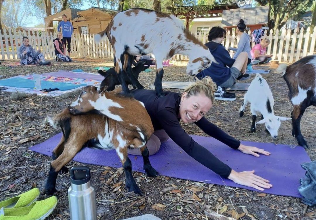 Goats live at Fruitville Grove farms.