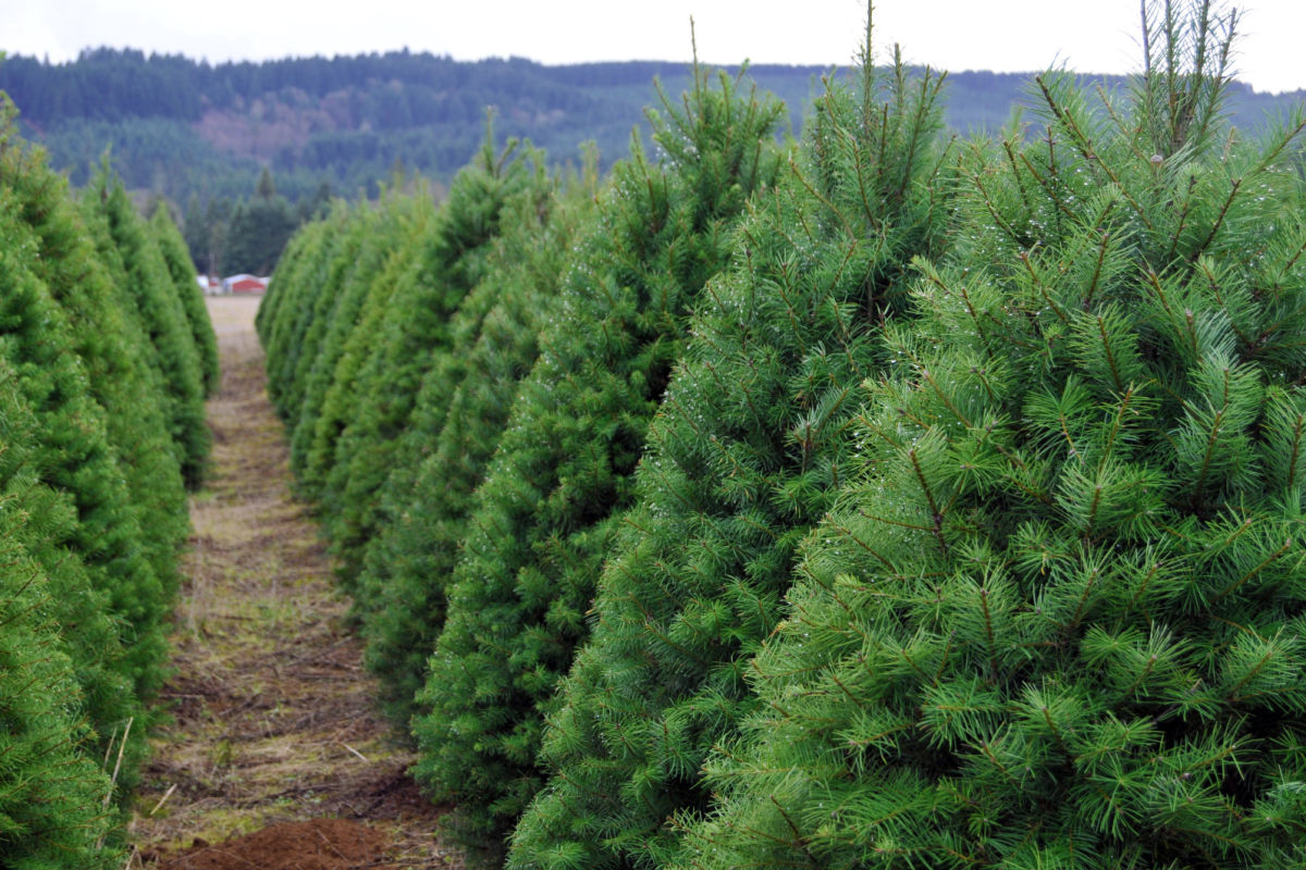 The Ultimate Guide to U-Cut Christmas Tree Farms ...