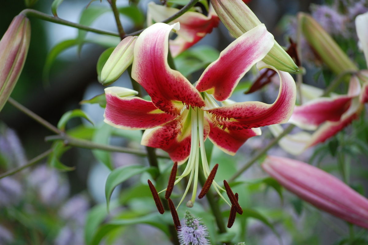 Flower Talk: Learn About White Oriental Lilies