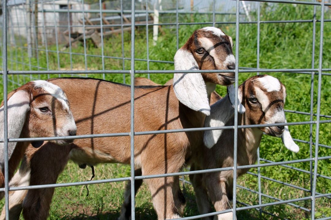 Goatfamily mjt8it