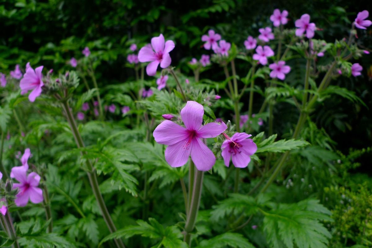 A Gentle Giant Geraniums Portland Monthly