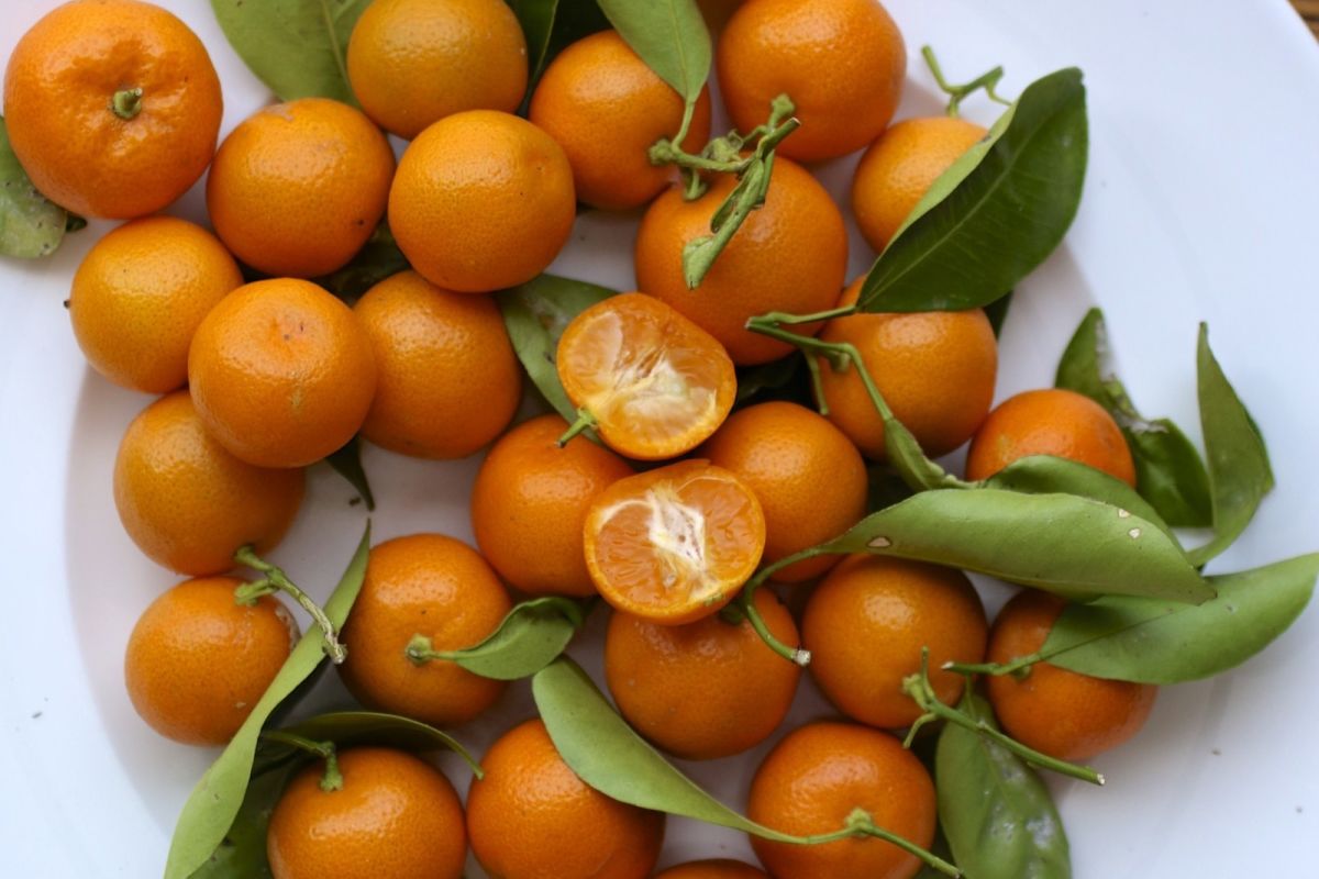 Kumquat Season Houstonia Magazine