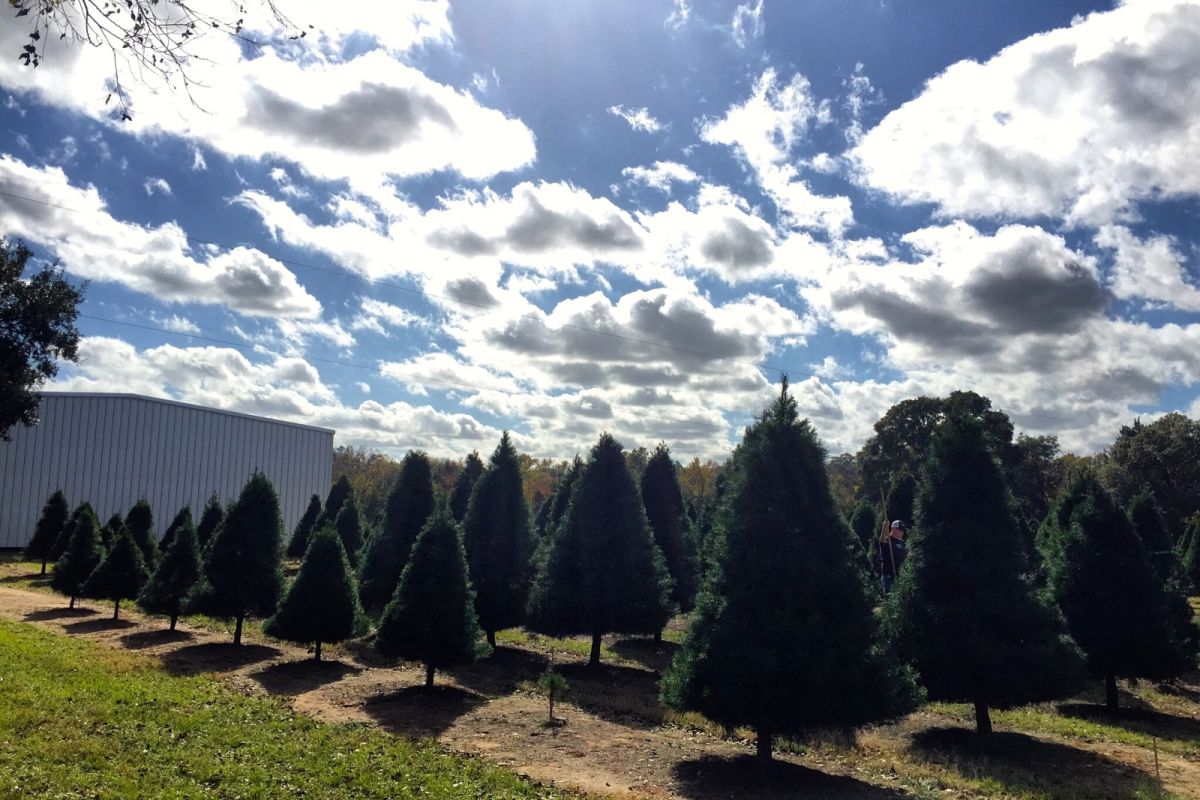 happy holidays christmas tree farms linked in