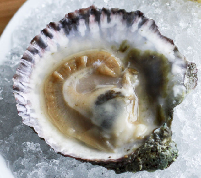 1112 oysters portland parish 6 jd1kce