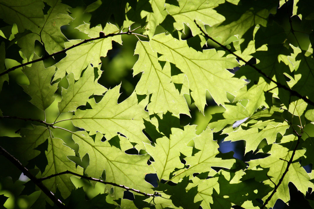 Bigstock leaves at lithia park in ashla 3512823 knwevj