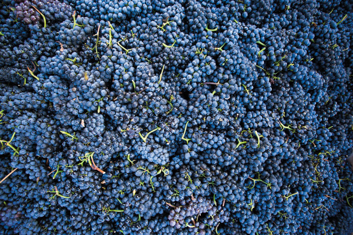 The Local's Guide to Oregon's Best Wine Portland Monthly